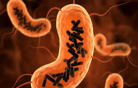  Hallan un nuevo tipo de microorganismo en el cuerpo humano, el 'Obelisco'