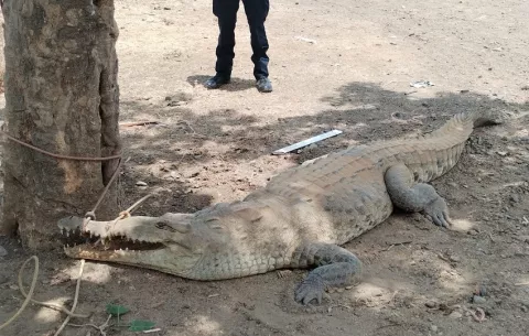 Poblaciones de cocodrilo no han crecido; actividad humana está más cerca de ellos