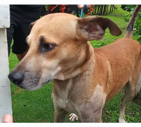 En Soná rescatan perro que era víctima de tratos crueles, incluso golpes con una coa