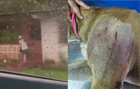 Perro brutalmente golpeado se recupera; agresor está en libertad