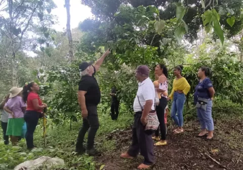 Crece interés en mejorar la producción del café robusta en Colón