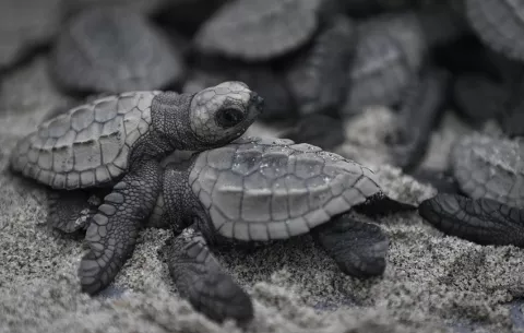 Tortuga lora: Liberan 280  neonatos en playa de Punta Chame