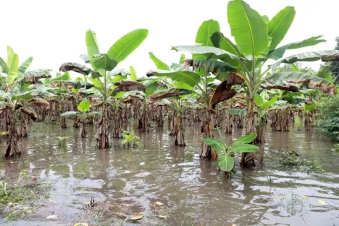 Reestructurarán créditos a productores afectados por el mal tiempo