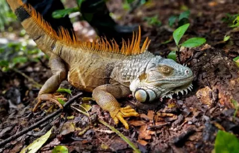 Nicaragua libera venados, monos cara blanca, boas y otros animales a su hábitat natural