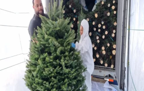 Acodeco recomienda verificar los  arbolitos navideños antes de comprarlos