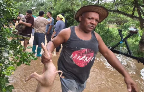 Productores de Azuero enfrentan devastadoras pérdidas tras inundaciones