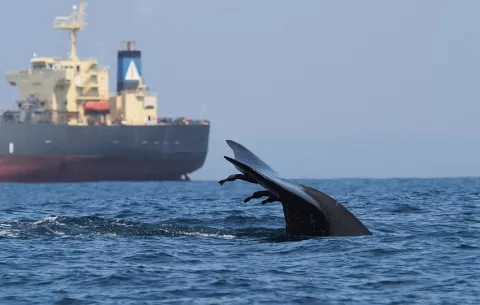 Panamá, punto crítico de riesgo de colisión entre ballenas y barcos