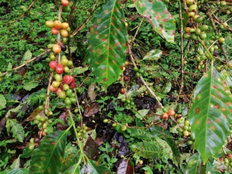 Siguen las afectaciones a los cultivos a causa de los aguaceros