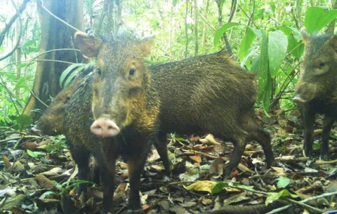 Cazadores legales califican de arbitraria la lista de especies amenazadas de MiAmbiente