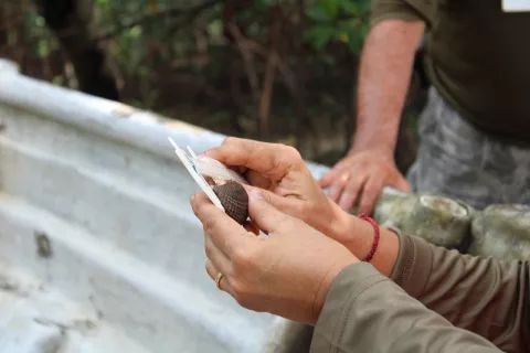 Entidades buscan evitar la extinción de la concha negra en área de Chame 