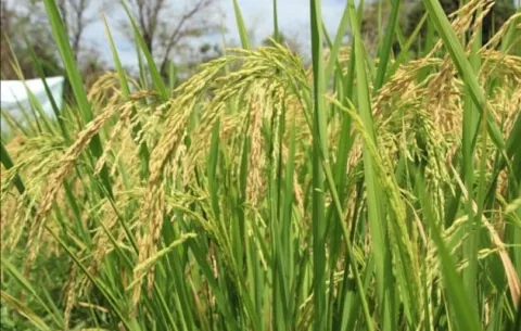 Mida realiza evaluación de daños en cultivos de arroz por inundaciones