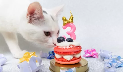 ¿Su mascota se hace mayor? Así debe cuidarla