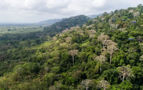 MiAmbiente ordena moratoria temporal de proyectos de créditos de carbono forestal