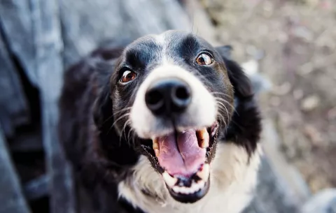 Algoritmo puede calcular la edad biológica y esperanza de vida de los perros