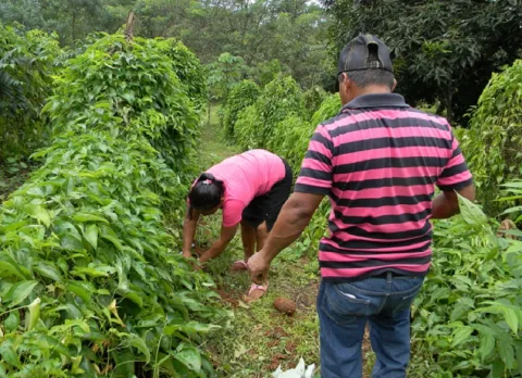 Gremios agropecuarios rechazan modificaciones a ley del IDIAP