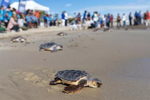 Panamá será sede en el 2028 de la COP13 para la conservación de tortugas marinas