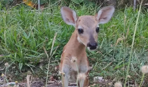 'No debería cazarse el venado de cola blanca, ni  ningún otro animal'