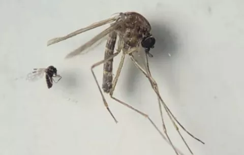 ¿Qué es el virus del oropouche y cómo se transmite?