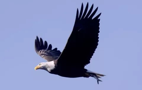 El águila calva es oficialmente designada como el ave nacional de Estados Unidos