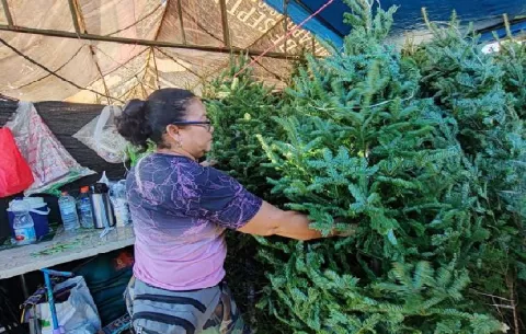 Arranca la venta de arbolitos navideños en La Chorrera