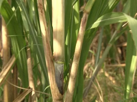 Caña de azúcar mantiene niveles de producción 