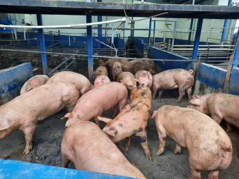 A partir de la pandemia ha incrementado el consumo de carne de cerdo 