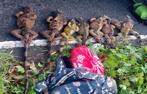 ¡Advertencia! Inicia veda de la iguana verde en Colón