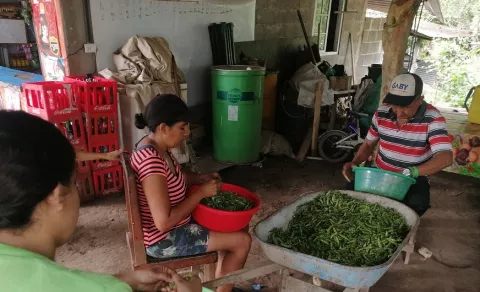 El guandú, esperanza de la comunidad de Villa Rosa en Pesé