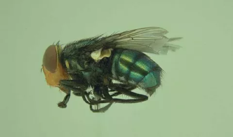 Casos de gusano barrenador disminuyen