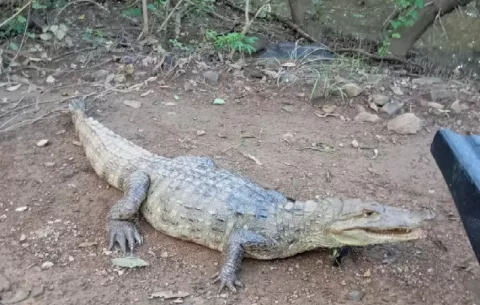 Tras las lluvias los reptiles merodean por las barriadas en Chitré