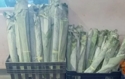Hojas de bijao o de plátano: ¿Dónde está la sazón de los tamales?