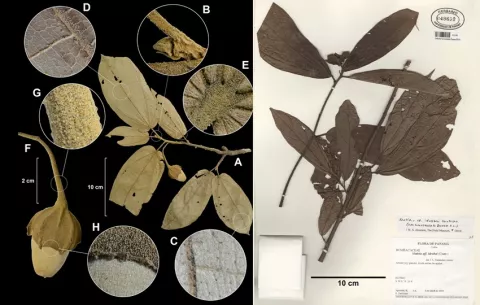 Panamá tiene tres nuevas especies de plantas