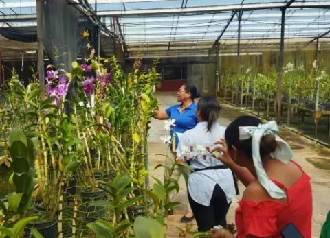 Piñas, orquídeas y palmito de Panamá Oeste se certificaron para exportación