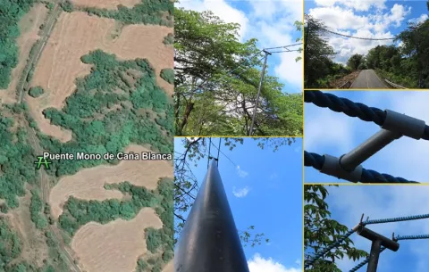 Monos en Chiriquí cuentan con nuevo puente, clave para su conservación