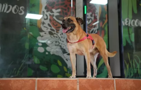 Rocco, el perro abandonado que ahora alegra los pasillos de MiAmbiente