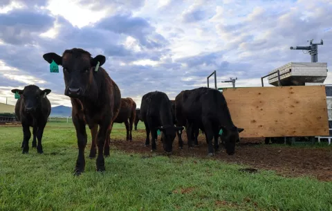 Alimentar a las vacas de pasto con algas marinas reduce sus emisiones de metano en un 40 %