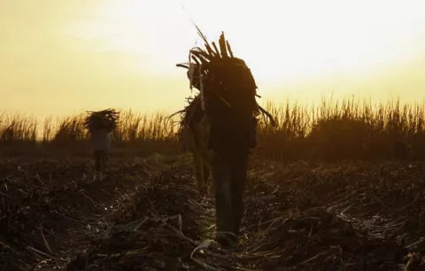 Los agricultores de países pobres tienen más impacto económico por las medidas climáticas