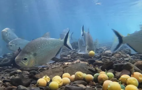 A más variedad de árboles, más peces en los bosques inundados de la Amazonía