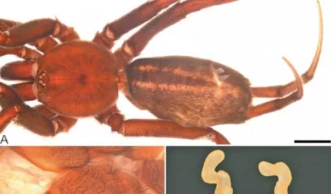 Una nueva araña, la última sorpresa de Chucantí