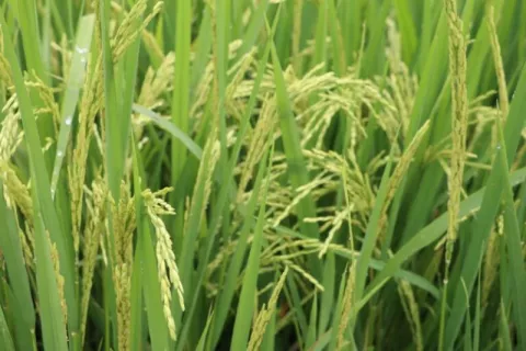 Un mes de desfase en la siembra de arroz, siguen las lluvias