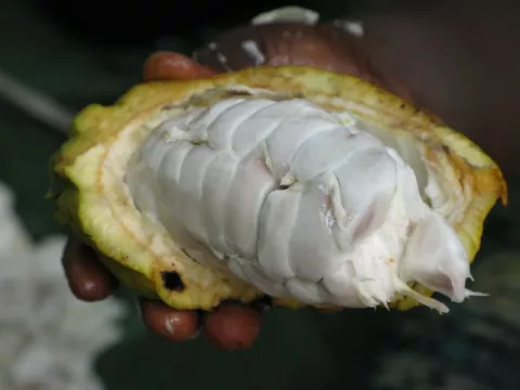 Promueven producción panameña de cacao y chocolate para exportación