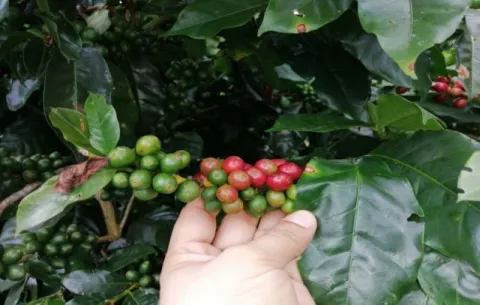 Disminuirá la producción de café en 2025 a causa de las lluvias