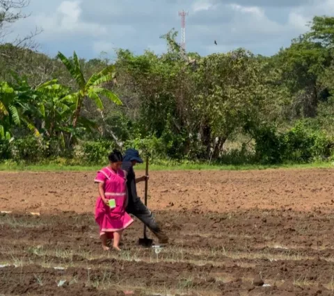 MIDA monitorea cultivos de cebolla afectados por lluvias en Natá