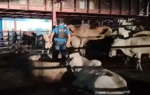 Recuperan en Colón unas 36 reses que fueron hurtadas en Los Pantanos, Coclé 