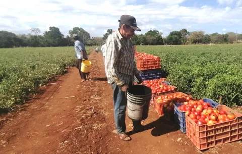 Productores de tomate en Los Santos están preocupados por falta de pagos y financiamiento