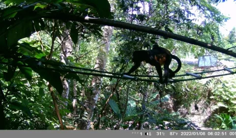 Puentes mono fortalecen conservación de primates
