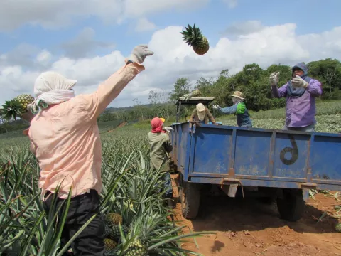 Buscan agilizar los trámites para exportar las piñas chorreranas