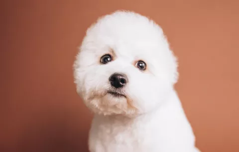 Cuidados que requiere la raza 'bichón frisé'