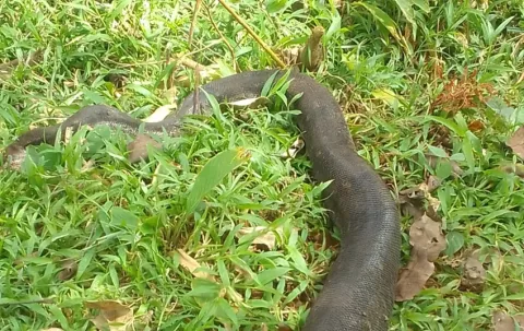 Comunidad en Mariato fue sorprendida por una serpiente de dos metros