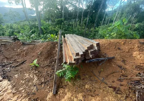 Impondrán máximas multas por tala ilegal en parque forestal de Coclé 